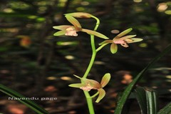 Cymbidium ensifolium var. haematodes
